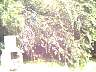 tree3.jpg