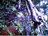treetrailer.jpg